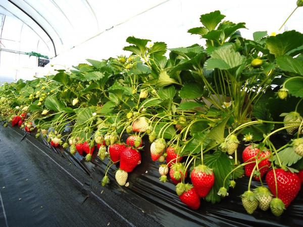 冬天怎能不吃草莓！ 東京附近5大即摘即食草莓園
