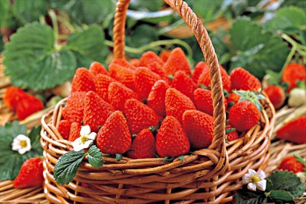 冬天怎能不吃草莓！ 東京附近5大即摘即食草莓園