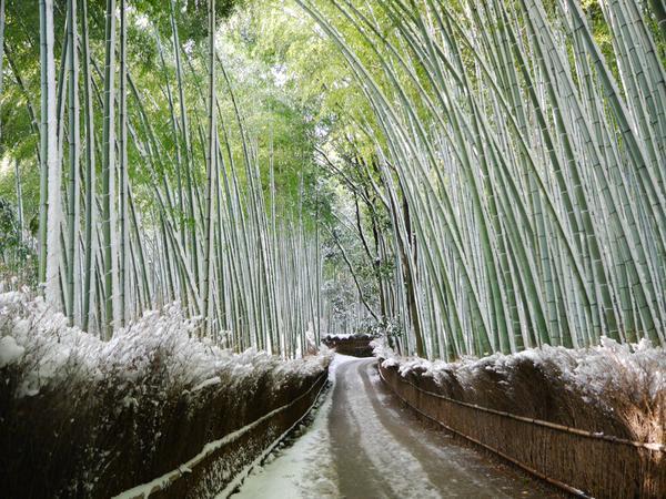 近60年最厚的積雪! 京都名勝雪後美景