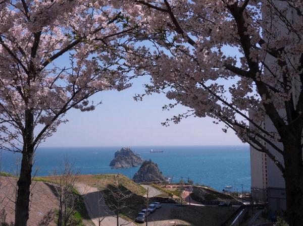 韓妞推介！10大釜山最美賞櫻熱點　 盡情在櫻花樹下拍唯美照