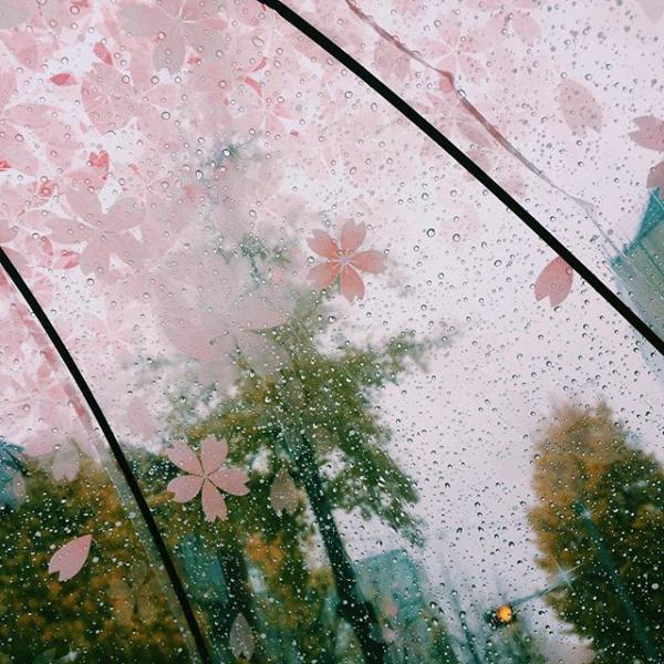 韓國小清新「櫻花雨傘」 價錢及訂購方法