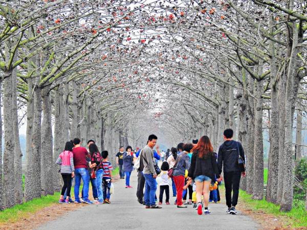 全球最美的木棉花道 3月底台灣盛開