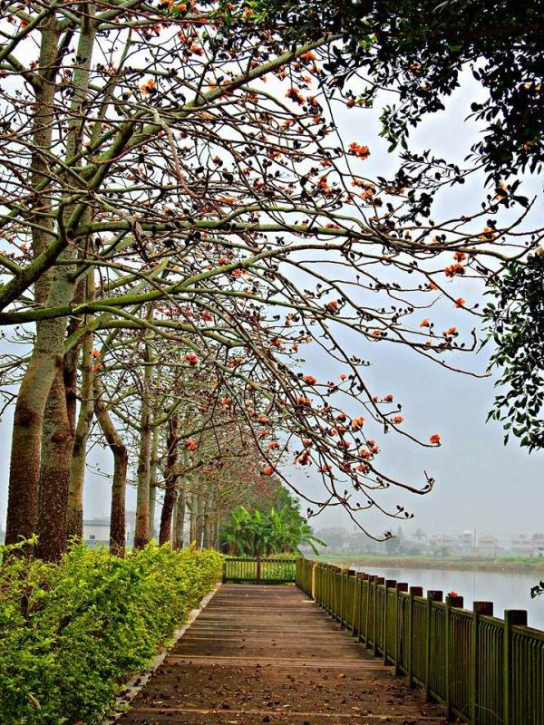 全球最美的木棉花道 3月底台灣盛開
