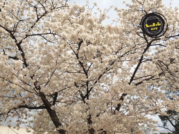去韓國看櫻花必去 