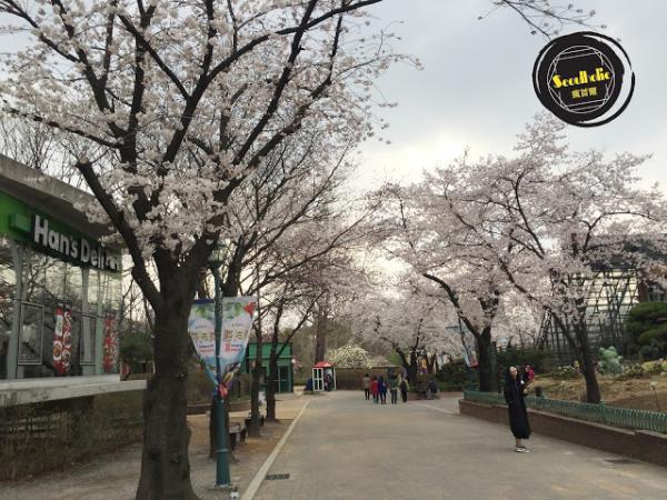 去韓國看櫻花必去 