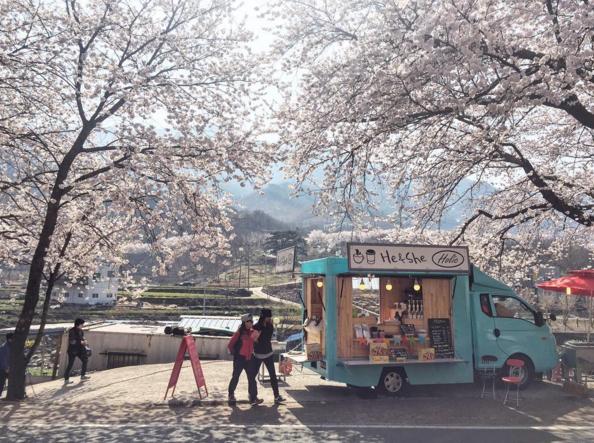 首爾「野餐音樂節」免費入場 櫻花樹下享受音樂與美食