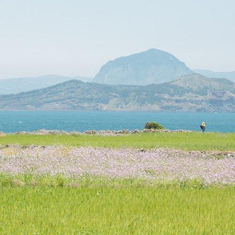 花海將我包圍！韓國9大必去花季慶典 仲有得放天燈！