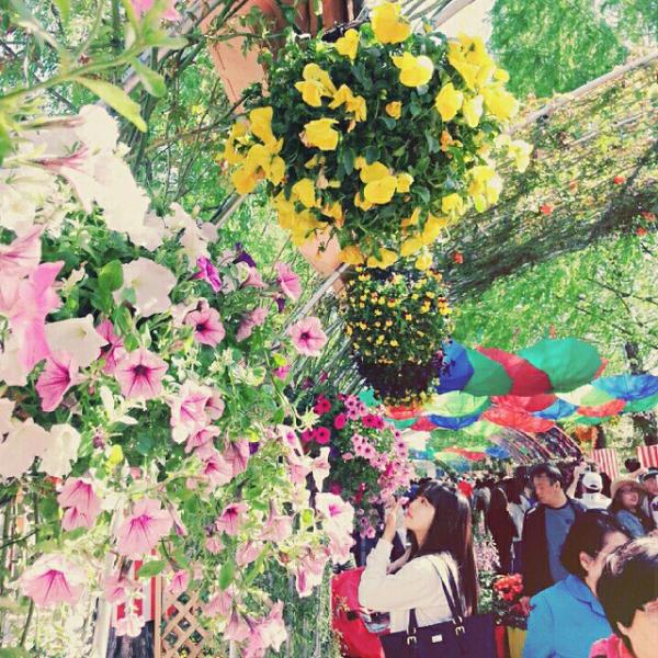 花海將我包圍！韓國9大必去花季慶典 仲有得放天燈！