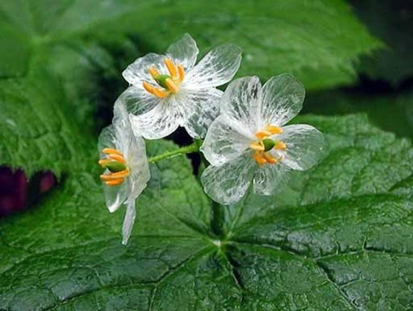 花瓣遇水即變水晶般透明！ 日本代表著「幸福」的路邊小花