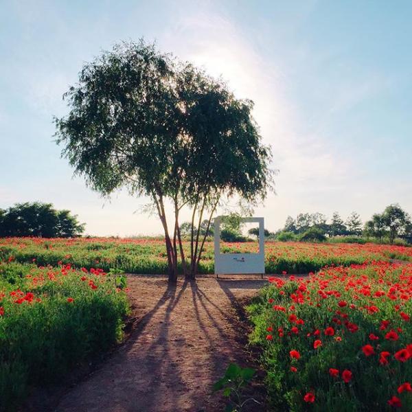 花海、芒草海集中地！ 首爾市內世外桃源「天空公園」