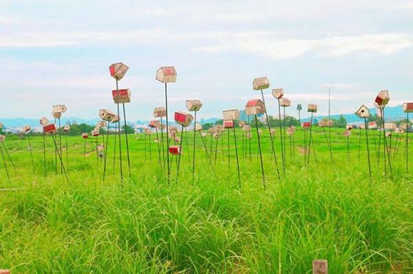 花海、芒草海集中地！ 首爾市內世外桃源「天空公園」