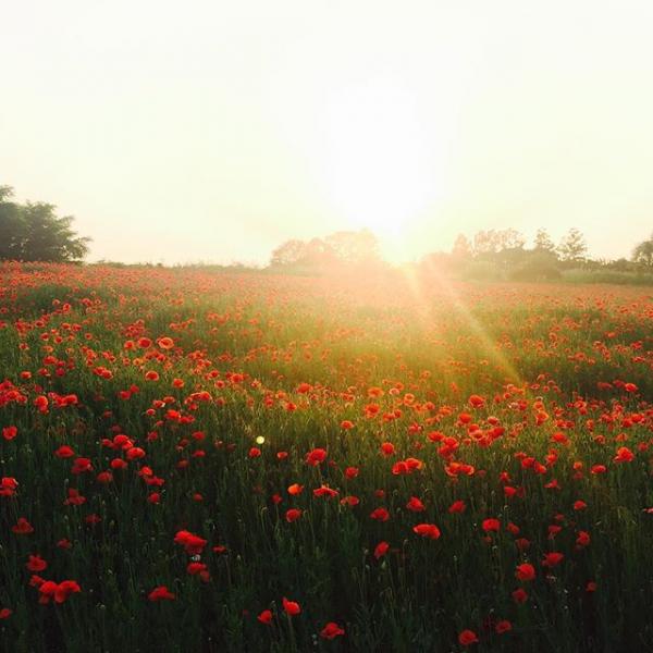 花海、芒草海集中地！ 首爾市內世外桃源「天空公園」