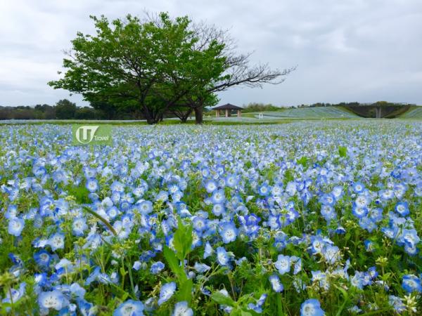 影出文青簡潔風！ 4個簡單小技巧拍出絕美風景相