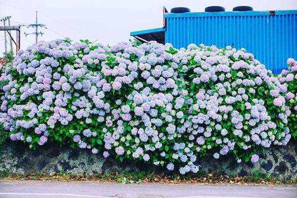 美得令人發呆！ 濟洲島2大繡球花打卡勝地