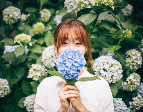 美得令人發呆！ 濟洲島2大繡球花打卡勝地