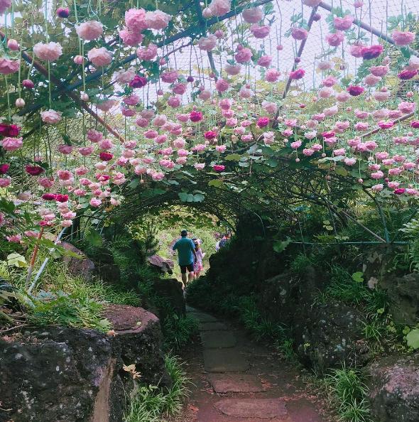 美得令人發呆！ 濟洲島2大繡球花打卡勝地