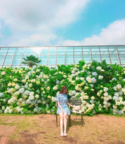 美得令人發呆！ 濟洲島2大繡球花打卡勝地
