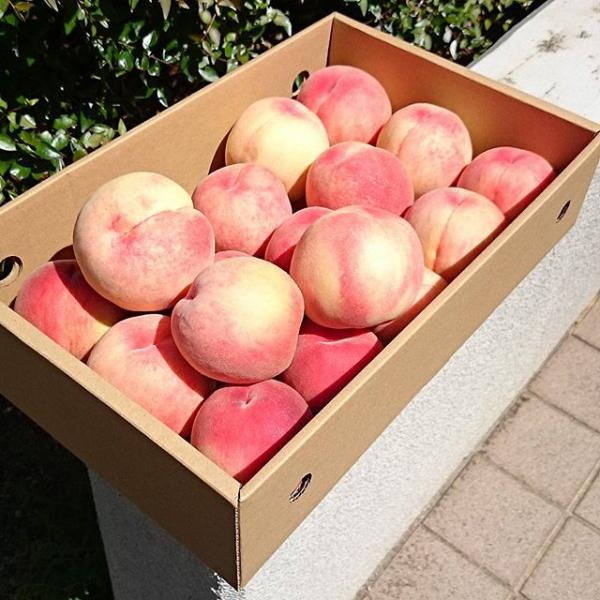 5買到一大箱全球最甜白桃！ 大阪一年一度平賣包近桃開售