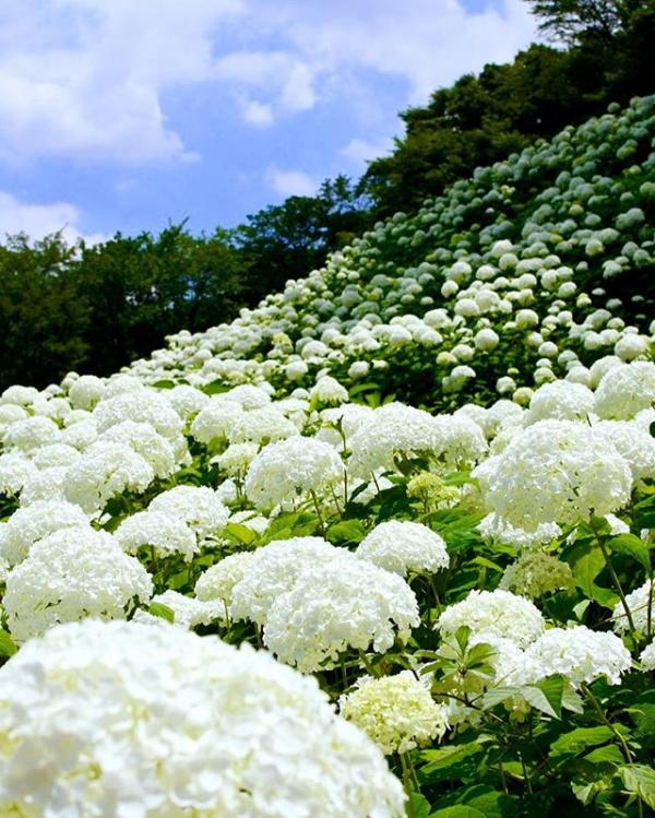 猶如夏天的雪！ 東京超美純白繡球花海