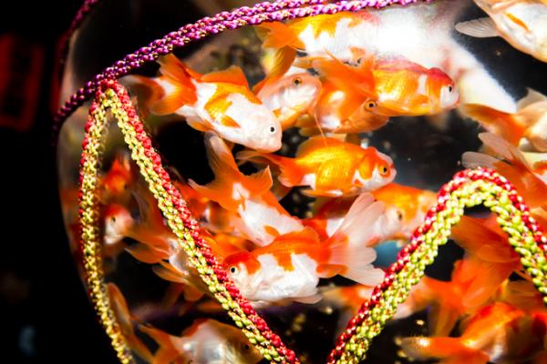 散發神秘感！ 東京、大阪、金澤舉行金魚燈光水族館展