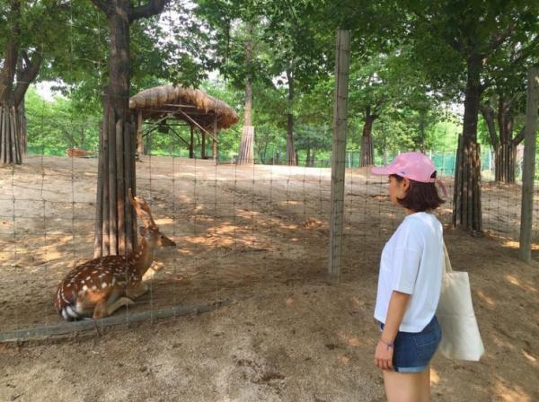 支持文創商品!文青新蒲點 首爾林全新彩色貨櫃商場