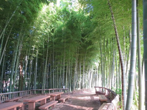 影鳥居也不會有人「攝鏡」! 東京4個錯覺以為在京都的景點