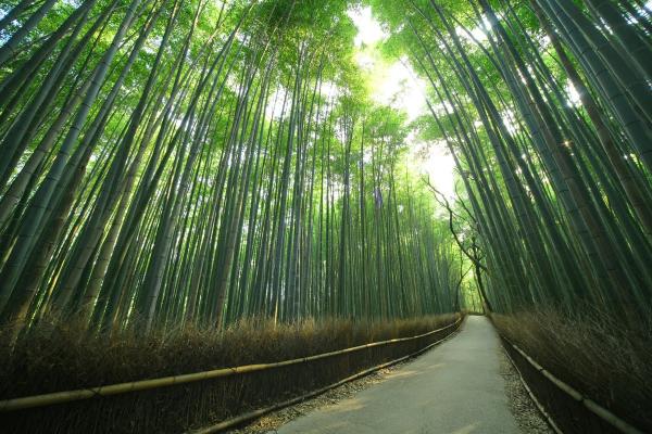 窮遊都可以好好玩！ 京都5大絕美免費景點