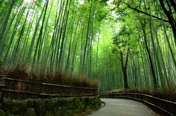 窮遊都可以好好玩！ 京都5大絕美免費景點