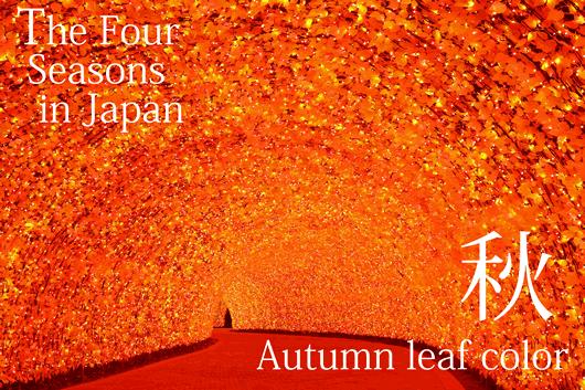 親眼目睹一定好難忘! 精選關西2016年7大浪漫燈飾時間表