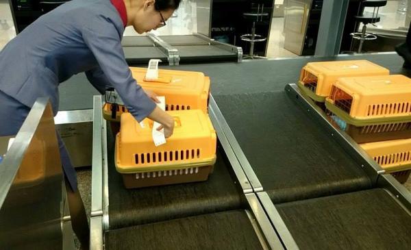 移民不離棄貓貓！待嫁新娘2年儲近6萬 為帶6隻愛貓一齊移民日本