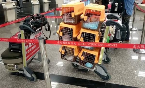 移民不離棄貓貓！待嫁新娘2年儲近6萬 為帶6隻愛貓一齊移民日本