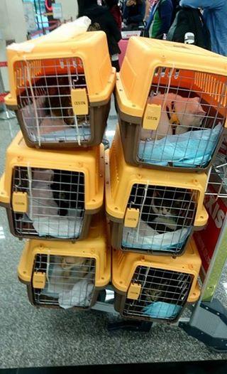 移民不離棄貓貓！待嫁新娘2年儲近6萬 為帶6隻愛貓一齊移民日本