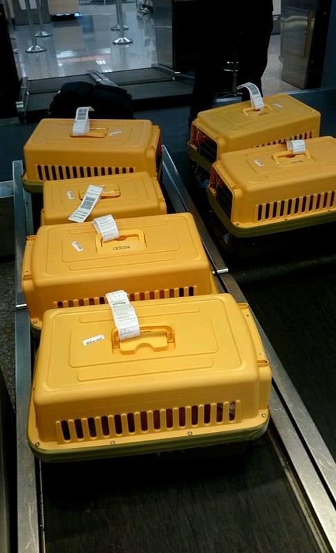 移民不離棄貓貓！待嫁新娘2年儲近6萬 為帶6隻愛貓一齊移民日本