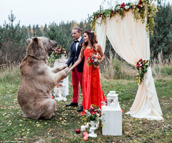 比千萬婚禮更吸睛！ 俄羅斯新人請來重量級「大熊人」證婚