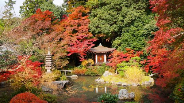 想親眼看到！ 京都如火紅地毯的進階版賞楓名所