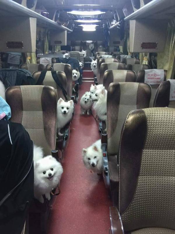 一班毛孩去旅行！ 網友帶收養狗狗遊台灣(附3大帶狗旅遊貼士)