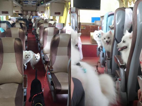 一班毛孩去旅行！ 網友帶收養狗狗遊台灣(附3大帶狗旅遊貼士)