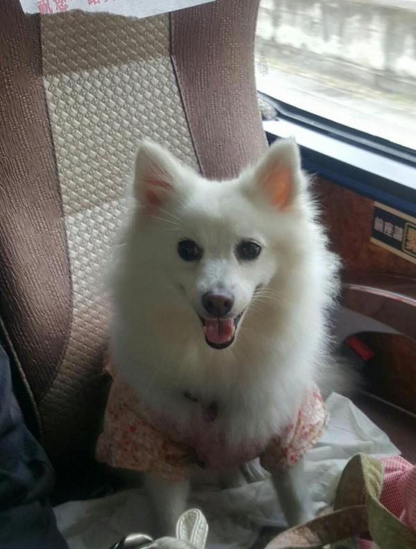 一班毛孩去旅行！ 網友帶收養狗狗遊台灣(附3大帶狗旅遊貼士)