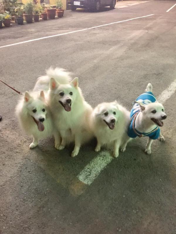 一班毛孩去旅行！ 網友帶收養狗狗遊台灣(附3大帶狗旅遊貼士)