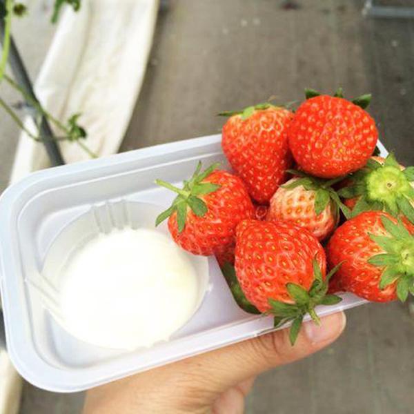 東京任摘任食 士多啤梨好時節