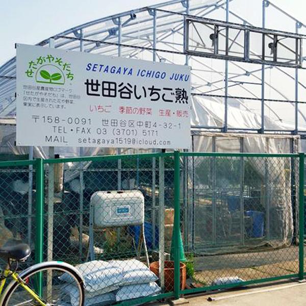 東京任摘任食 士多啤梨好時節