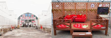 東京任摘任食 士多啤梨好時節