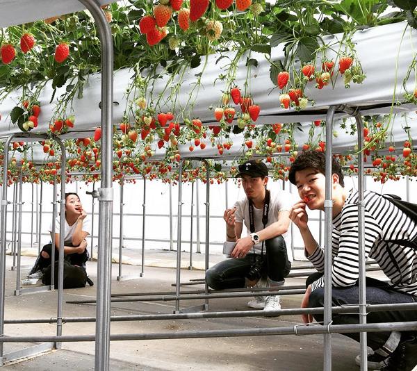 東京任摘任食 士多啤梨好時節