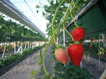 東京任摘任食 士多啤梨好時節