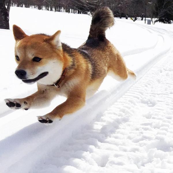 日本當紅 憂鬱系柴犬女星