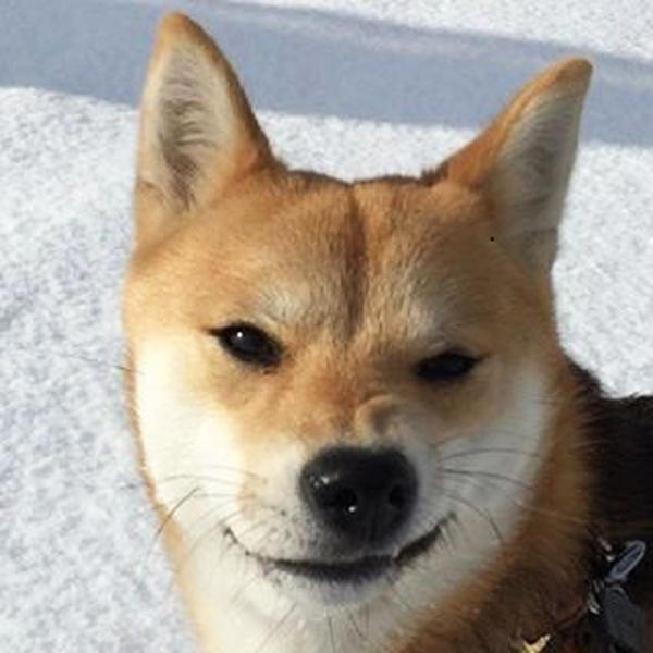 日本當紅 憂鬱系柴犬女星