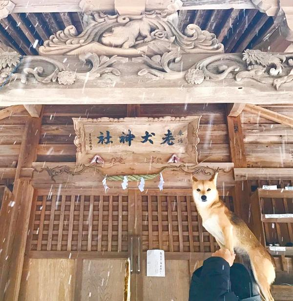 日本當紅 憂鬱系柴犬女星