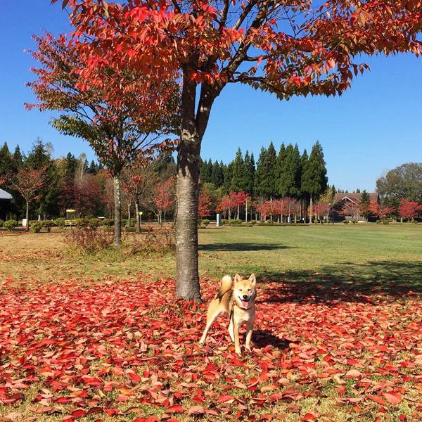 日本當紅 憂鬱系柴犬女星