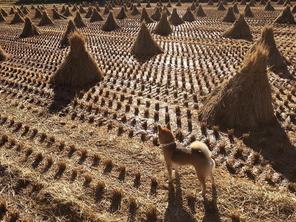 日本當紅 憂鬱系柴犬女星