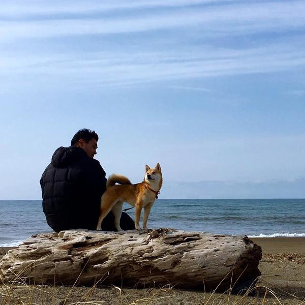 日本當紅 憂鬱系柴犬女星